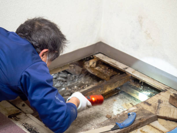 Best Mold Damage Repair  in Manhattan, IL