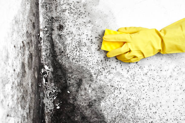 Best Home Mold Removal  in Manhattan, IL