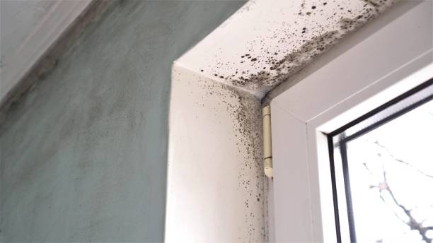 Best Mold Remediation Services  in Manhattan, IL