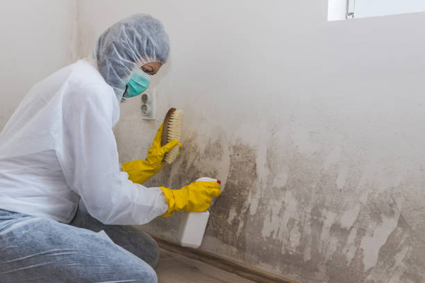 Best Commercial Mold Removal  in Manhattan, IL