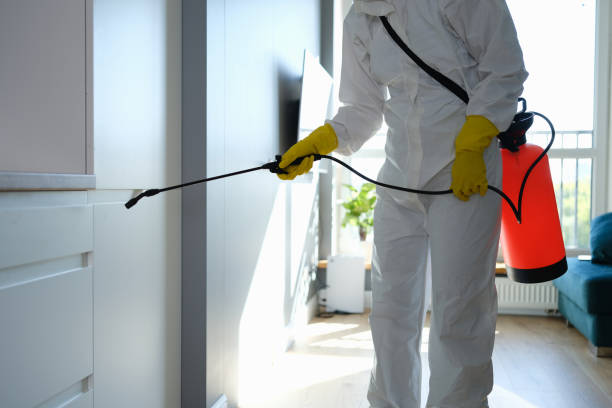 Office Mold Removal Services in Manhattan, IL
