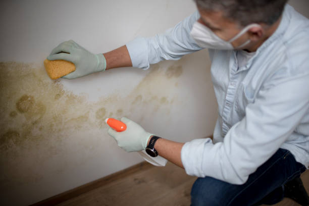 Best Attic Mold Removal  in Manhattan, IL