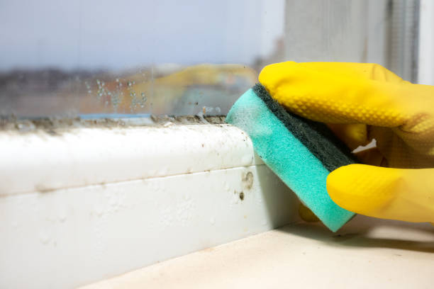 Professional Mold Removal in Manhattan, IL