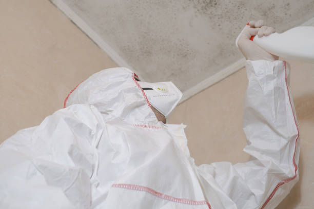 Best Mold Testing and Removal  in Manhattan, IL