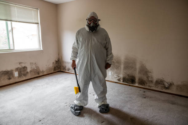 Best Residential Mold Removal  in Manhattan, IL