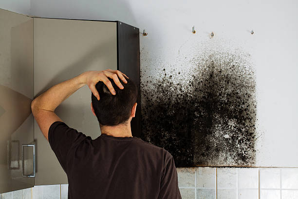 Mold Removal Process in Manhattan, IL