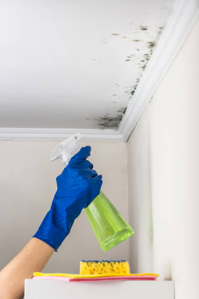 Best Black Mold Removal  in Manhattan, IL