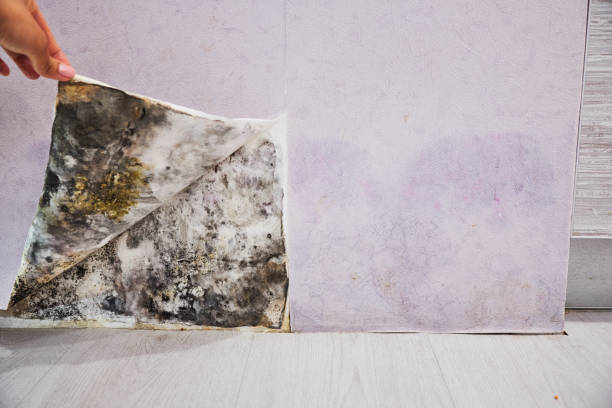 Best Water Damage Restoration  in Manhattan, IL